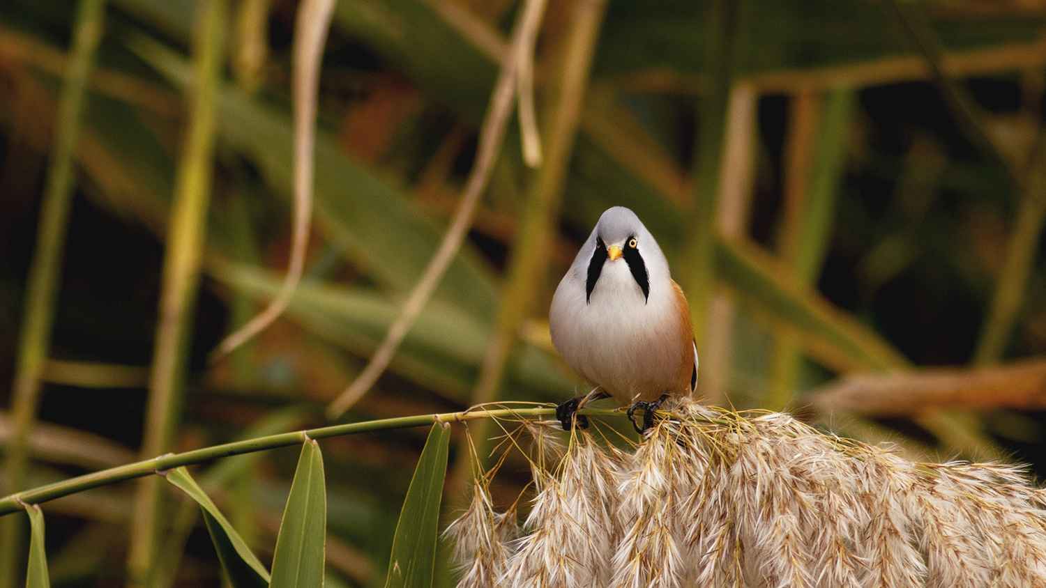 Bearded Reedling